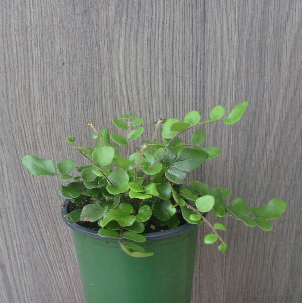 Button: 3.5 inch pot