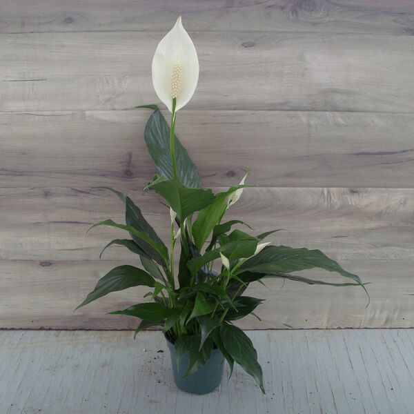 Peace Lily: 4 inch pot