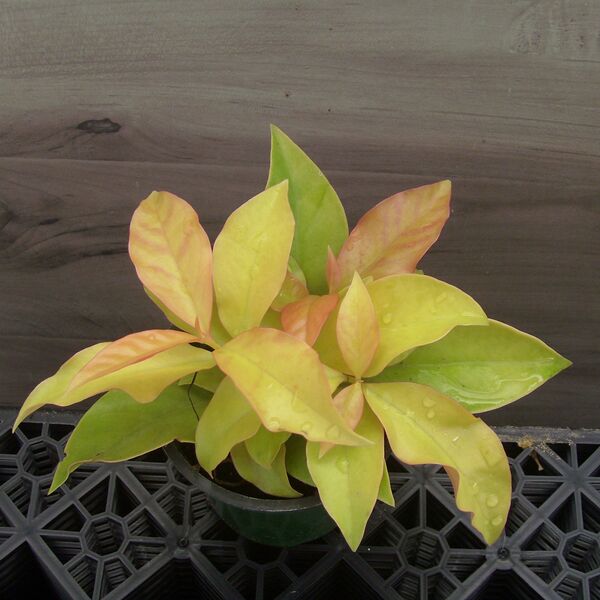 Variegata: 3.5 inch pot