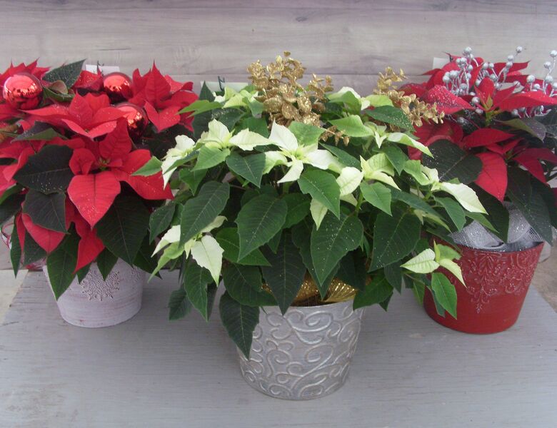 Enhanced 8" Poinsettia Varieties in Decorative Pots: 8 inch Pot