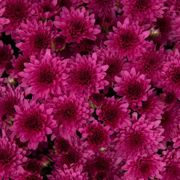 Veronica Dark Pink Cushion: 6.5 inch pot