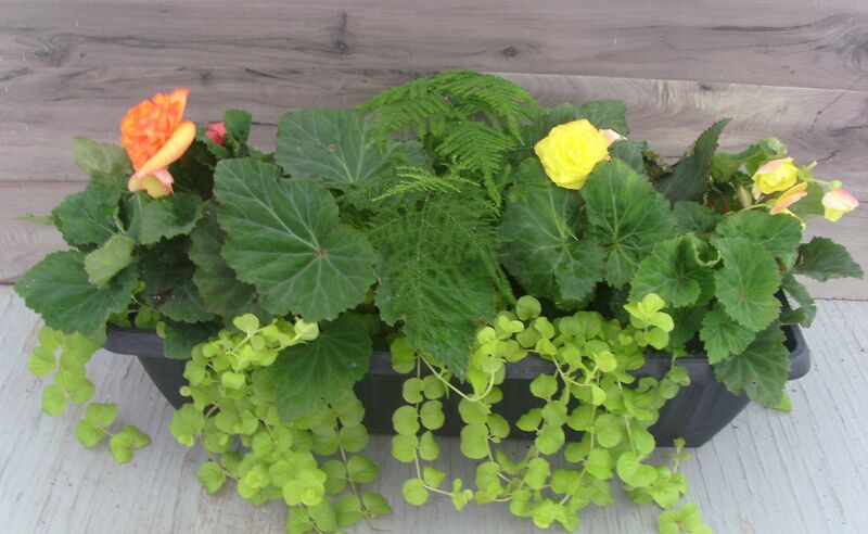 Fire Mix - Window Box: Window Box (24 inch X 8 inch)