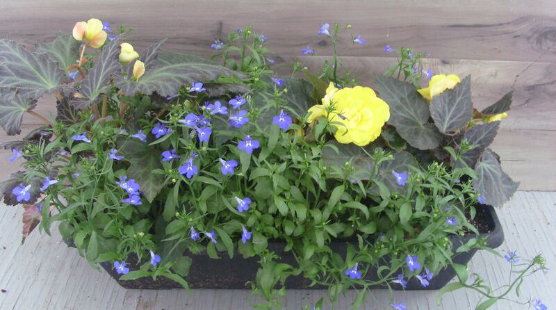 Mocha Yellow Mix - Window Box: Window Box (24 inch X 8 inch) Mocha Yellow Mix - Window Box: Window Box (24 inch X 8 inch)