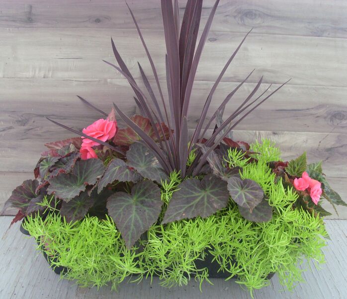 Mocha Pink Shades Mix - Window Box: Window Box (24 inch X 8 inch)