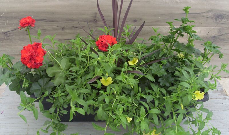 Great Balls of Fire Dark Red Mix - Window Box: Window Box (24 inch X 8 inch) Great Balls of Fire Dark Red Mix - Window Box: Window Box (24 inch X 8 inch)