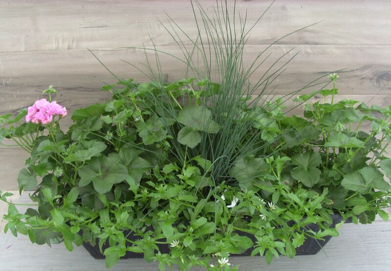 Great Balls of Fire Lilac - Window Box: Window Box (24 inch X 8 inch) Great Balls of Fire Lilac - Window Box: Window Box (24 inch X 8 inch)