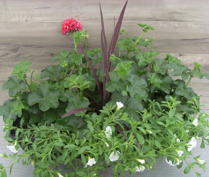 Great Balls of Fire Stars and Stripes Mix - Window Box: Window Box (24 inch X 8 inch) Great Balls of Fire Stars and Stripes Mix - Window Box: Window Box (24 inch X 8 inch)