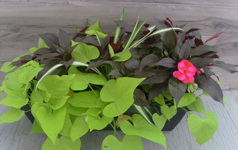 Blue Star Mix - Window Box: Window Box (24 inch X 8 inch)