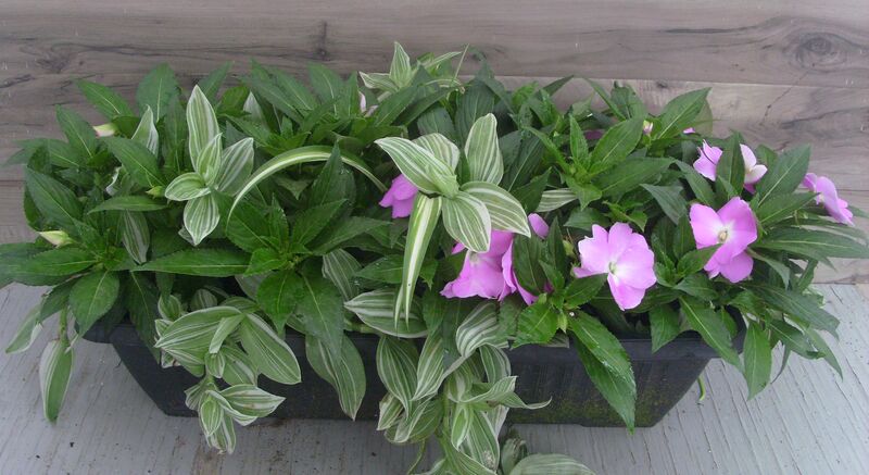 Light Lavender Mix - Window Box: Window Box (24 inch X 8 inch) Light Lavender Mix - Window Box: Window Box (24 inch X 8 inch)
