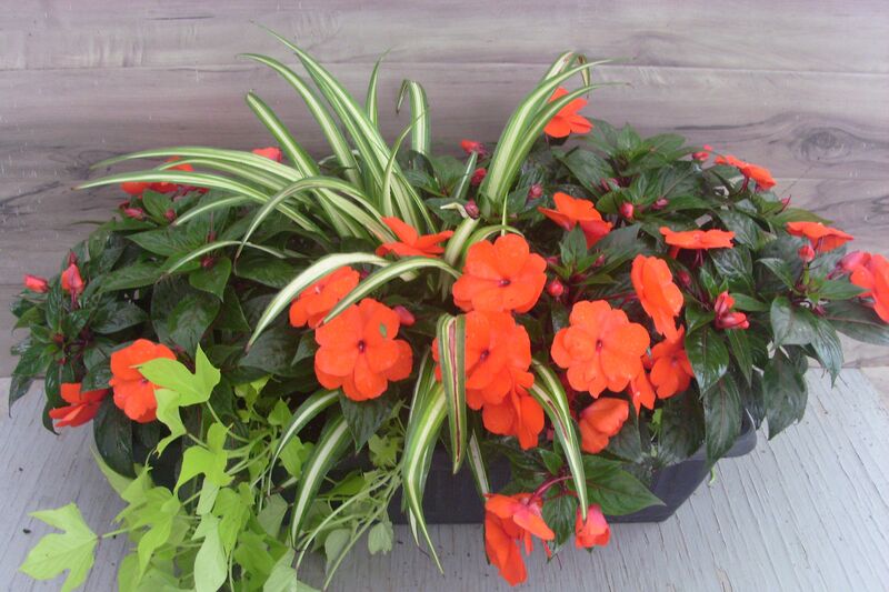 Electric Orange Mix - 16": 16 inch Planter Electric Orange Mix - 16": 16 inch Planter