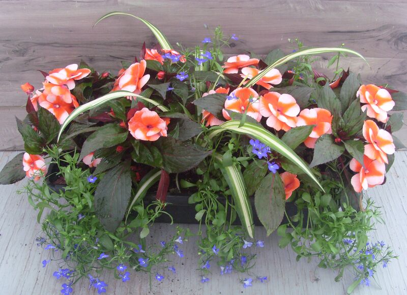 Orange Star Mix - Window Box: Window Box (24 inch X 8 inch) Orange Star Mix - Window Box: Window Box (24 inch X 8 inch)