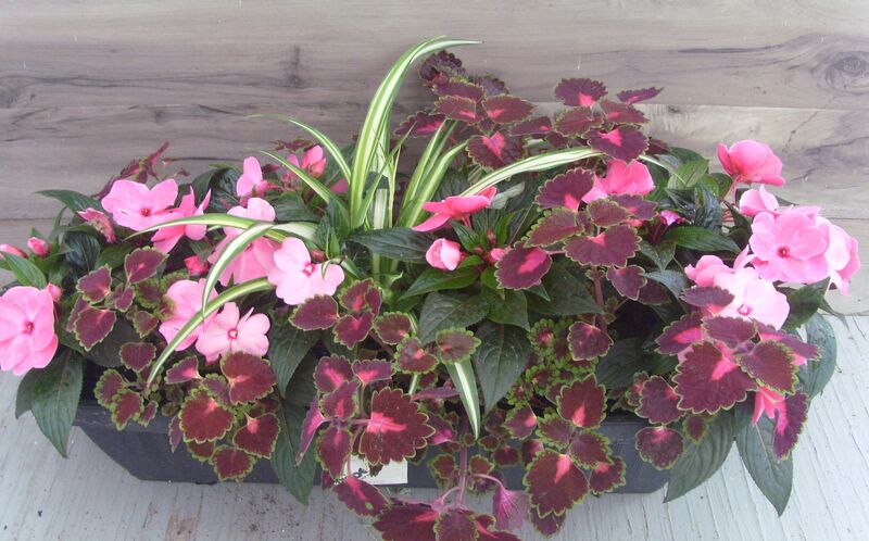 Light Rose Mix - Window Box: Window Box (24 inch X 8 inch) Light Rose Mix - Window Box: Window Box (24 inch X 8 inch)