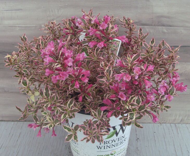 My Monet: 2 Gallon Pot My Monet: 2 Gallon Pot