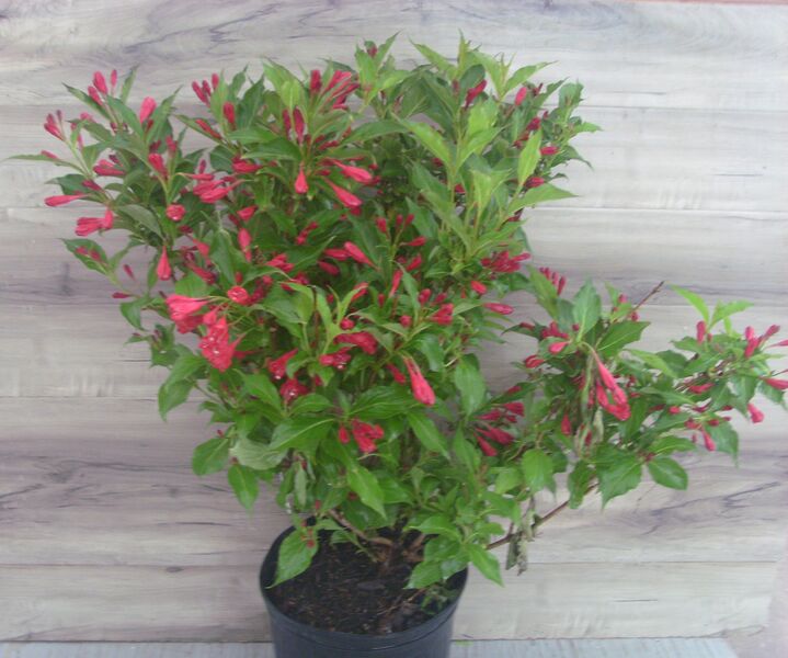 Red Prince: 3 Gallon Pot
