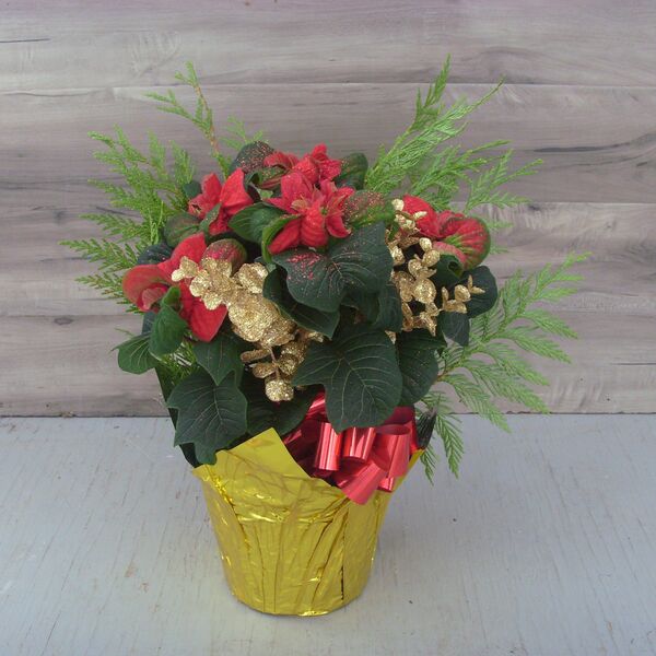 Enhanced 6" Poinsettia red w glitter gold spray: 6 inch pot